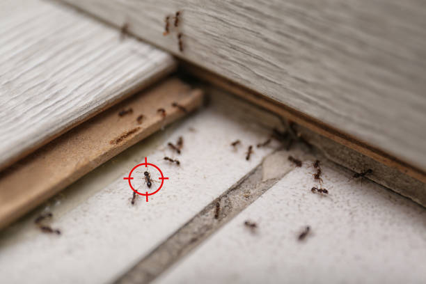 Best Pest Control Near Me  in Hebron, IL